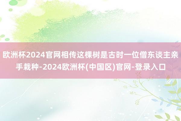 欧洲杯2024官网相传这棵树是古时一位僧东谈主亲手栽种-2024欧洲杯(中国区)官网-登录入口